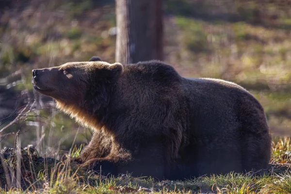 European brown bear resting on the ground (Ursus arctos)