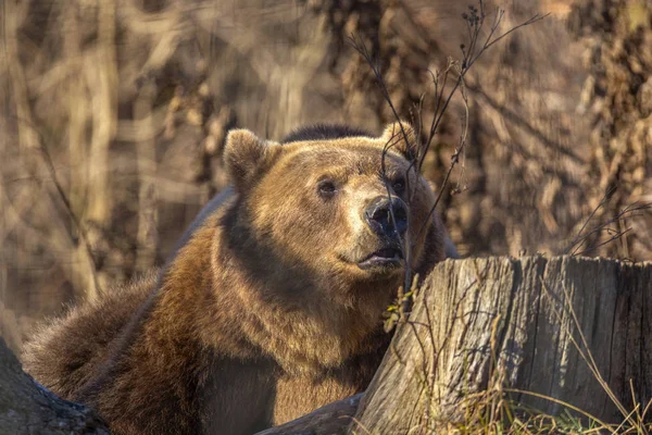 European brown bear resting on the ground (Ursus arctos)