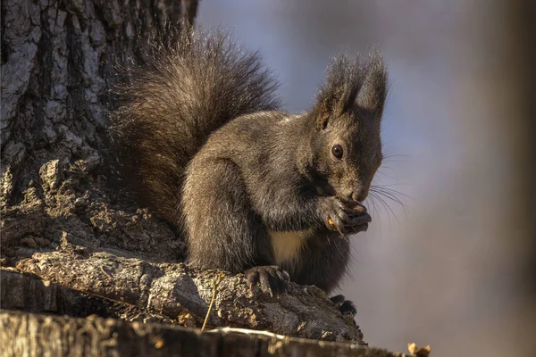 Punainen Orava Sciurus Vulgaris Puunrungossa Syömässä Pähkinää — kuvapankkivalokuva