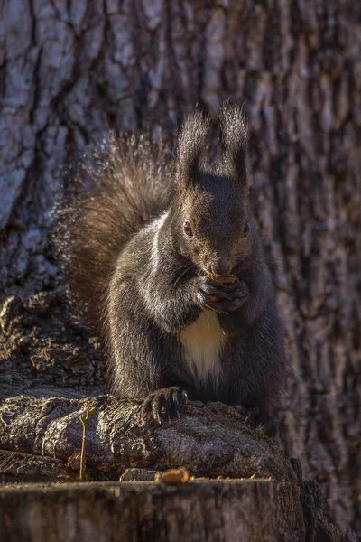 Rotes Eichhörnchen Sciurus Vulgaris Auf Einem Baumstamm Der Eine Nuss — Stockfoto