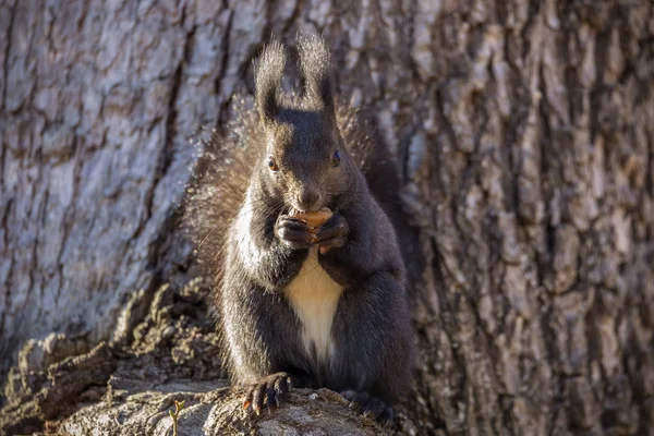 Rotes Eichhörnchen Sciurus Vulgaris Auf Einem Baumstamm Der Eine Nuss — Stockfoto