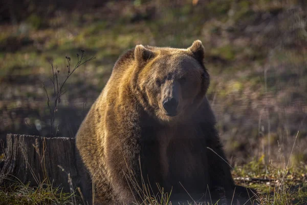 Europese Bruine Beer Wandelen Het Bos — Stockfoto