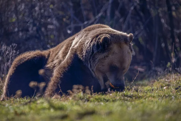 Europese Bruine Beer Rusten Grond Ursus Arctos — Stockfoto