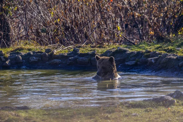 Europejski Niedźwiedź Brunatny Ursus Arctos Arctos Korzystających Kąpieli Wspólne Niedźwiedź — Zdjęcie stockowe