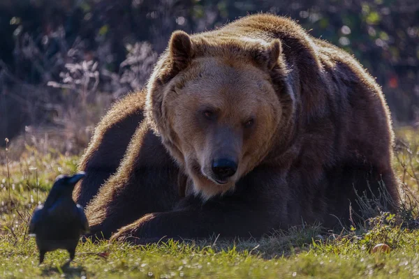 European brown bear resting on the ground (Ursus arctos)