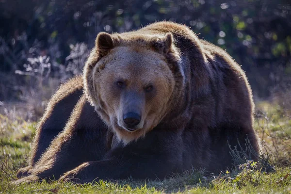 Europese Bruine Beer Rusten Grond Ursus Arctos — Stockfoto