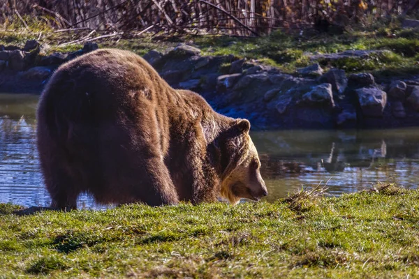 Europese Bruine Beer Ursus Arctos Arctos Genieten Van Een Bad — Stockfoto