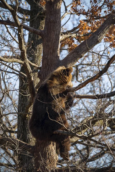 Oso Pardo Ursus Arctos Árbol Bosque —  Fotos de Stock