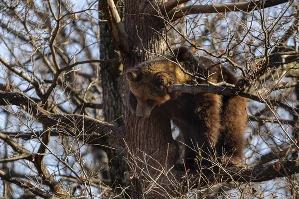 Braunbär Ursus Arctos Auf Einem Baum Wald — Stockfoto