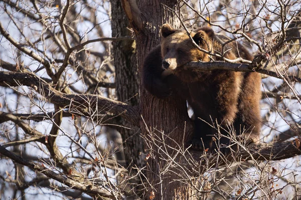 Orso Bruno Ursus Arctos Albero Nella Foresta — Foto Stock