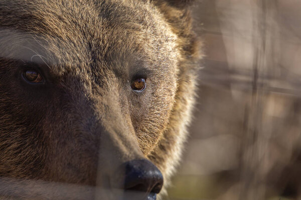 портрет с бурым медведем в зоопарке среди баров
