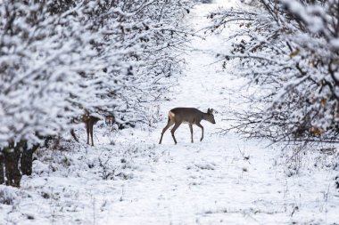 Karaca Capreolus capreolus kışın. Karaca karlı arka plan ile. Vahşi hayvan arka plan üzerinde karlı ağaçları ile.
