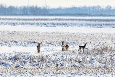 Kızıl geyik bir kar üzerinde bir geyik grup alanı kapalı
