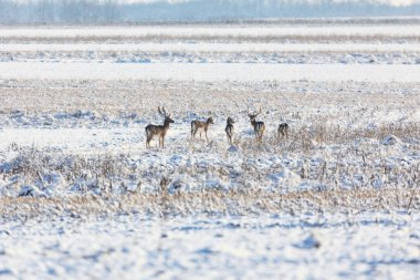 Kızıl geyik bir kar üzerinde bir geyik grup alanı kapalı