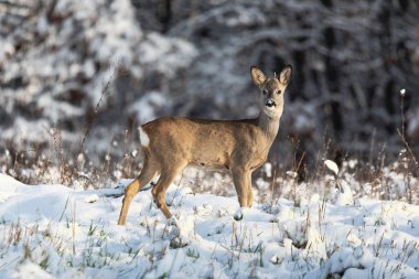 Karaca Capreolus capreolus kışın. Karaca karlı arka plan ile. Vahşi hayvan arka plan üzerinde karlı ağaçları ile.