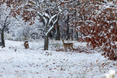 Karaca Capreolus capreolus kışın. Karaca karlı arka plan ile. Vahşi hayvan arka plan üzerinde karlı ağaçları ile.