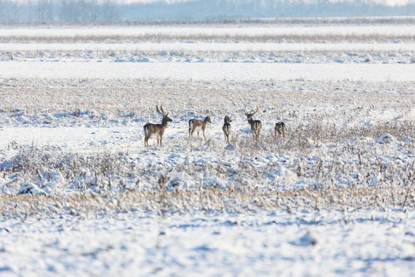 Grupo Veados Veados Vermelhos Campo Coberto Neve — Fotografia de Stock