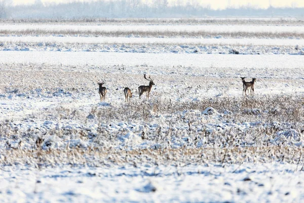 Grupo Veados Veados Vermelhos Campo Coberto Neve — Fotografia de Stock