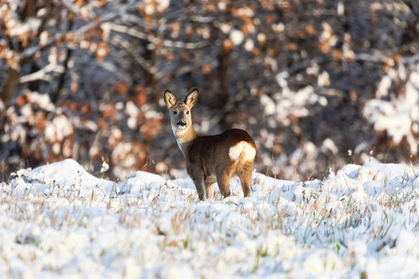 Roe Deer Capreolus Capreolus Winter Roe Deer Snowy Background Wild — Stock Photo, Image