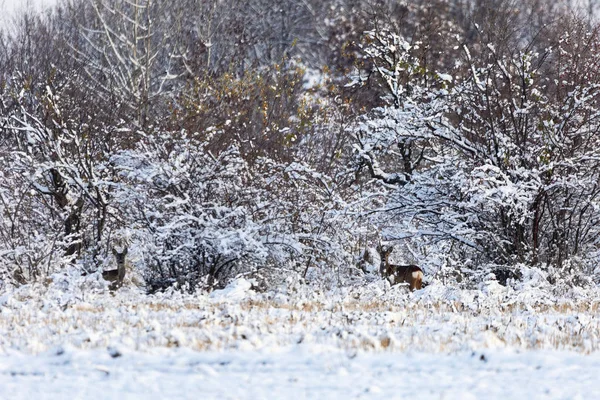 Roe Deer Capreolus Capreolus Winter Roe Deer Snowy Background Wild — Stock Photo, Image