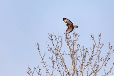 Kartal şahin uçuş