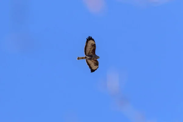 Eagle Buzzard Flygning — Stockfoto