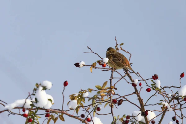 Moineau Caché Parmi Les Branches Saule Dans Jour Hiver — Photo