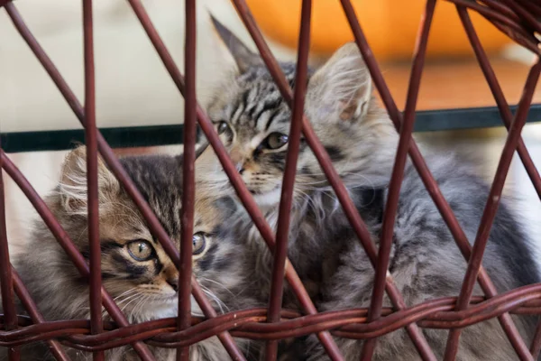 iki güzel genç kedi birlikte dışarıda