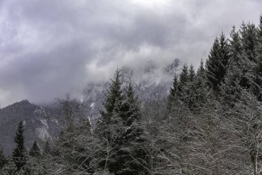 Kış zamanı dağların ve ormanların manzarası.