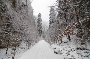 Bir kanyonda karla kaplı bir yol ile manzara
