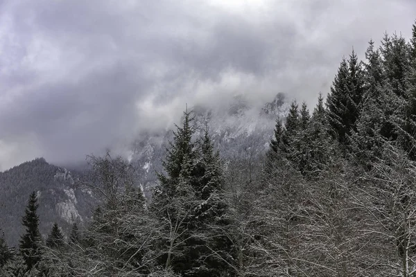 Kış zamanı dağların ve ormanların manzarası.