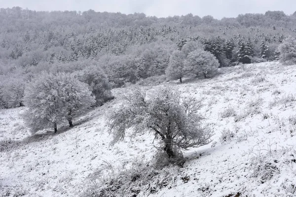 Paisaje Montañas Bosques Invierno — Foto de Stock