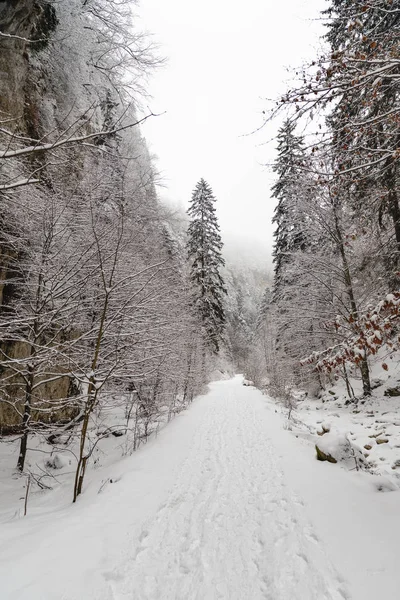 Bir kanyonda karla kaplı bir yol ile manzara