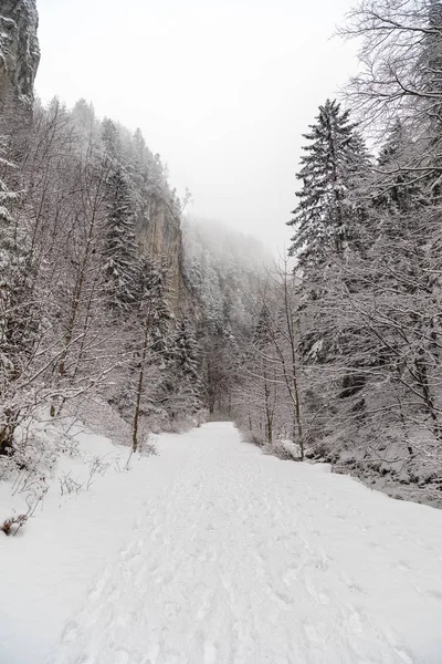 Bir kanyonda karla kaplı bir yol ile manzara