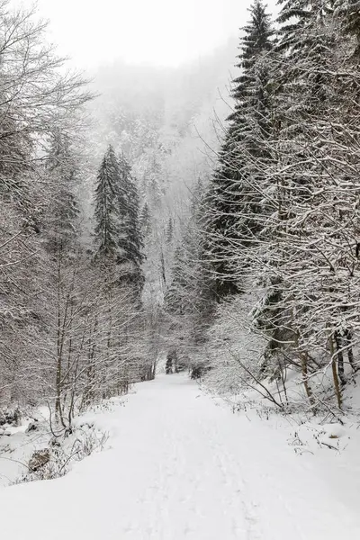 Bir kanyonda karla kaplı bir yol ile manzara