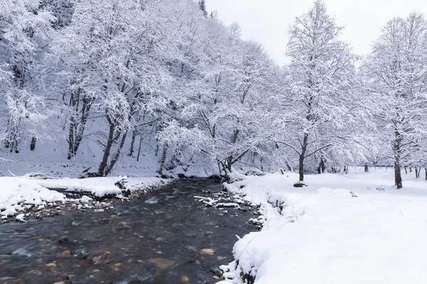 Winterlandschaft Mit Einem Fluss Und Frostigen Bäumen — Stockfoto