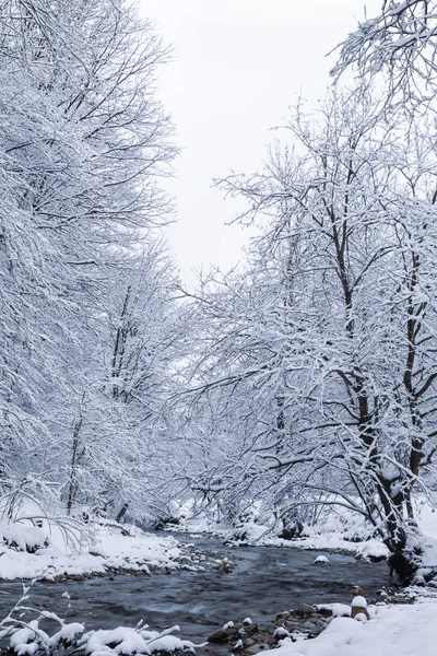 冬季景观与河流和冷若冰霜的树木 — 图库照片