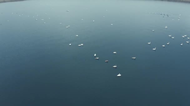 Groupe Cygnes Sur Lac Haut Pendant Hiver — Video