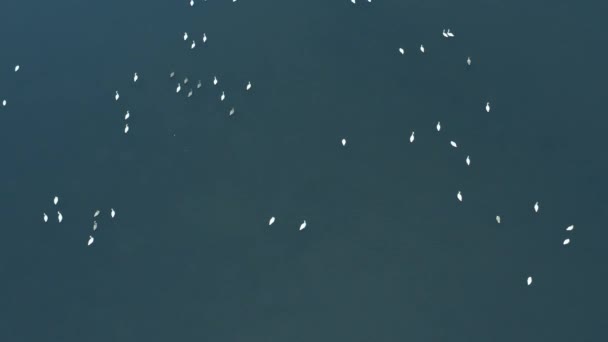 Kuğular Yukarıda Kış Aylarında Görüleceği Bir Göl Üzerinde Bir Grup — Stok video