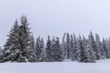Köknar ağaçlarıyla karla kaplı dağ manzarası