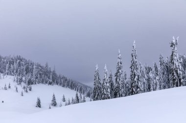 Köknar ağaçlarıyla karla kaplı dağ manzarası