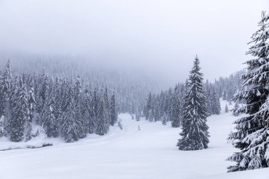 Köknar ağaçlarıyla karla kaplı dağ manzarası