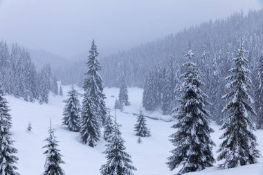 Köknar ağaçlarıyla karla kaplı dağ manzarası