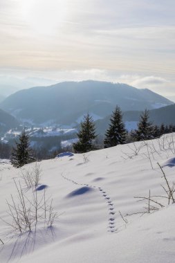 Köknar ağaçlarıyla karla kaplı dağ manzarası