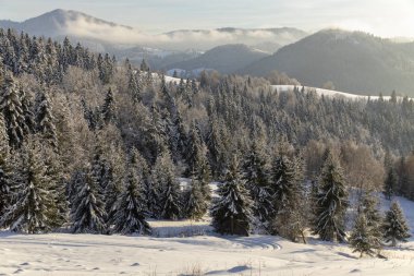 Köknar ağaçlarıyla karla kaplı dağ manzarası