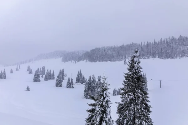 モミの木が雪に覆われた山の風景 — ストック写真