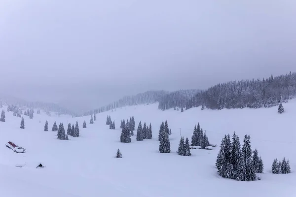 Paisagem Montanhosa Com Abetos Cobertos Neve — Fotografia de Stock