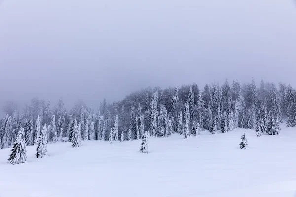 Paisagem Montanhosa Com Abetos Cobertos Neve — Fotografia de Stock