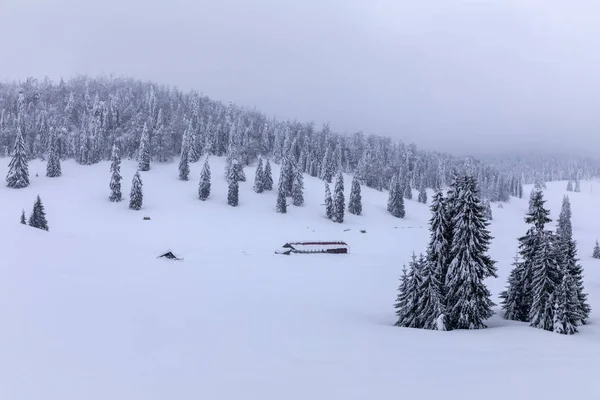 モミの木が雪に覆われた山の風景 — ストック写真