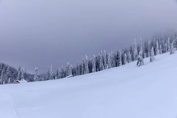 Paisagem Montanhosa Com Abetos Cobertos Neve — Fotografia de Stock